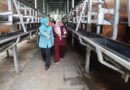 Tinawati Andra Soni Tinjau Sitandu Serang, Soroti Potensi Pertanian dan Peternakan Keluarga