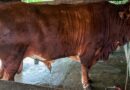 Sapi Limosin 980 Kilogram Asal Cibaliung Jadi Kurban Presiden di Pandeglang
