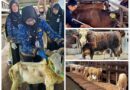 Antusiasme Berkurban Meningkat, Pemotongan Sapi di Lampung Tembus 24.986 Ekor