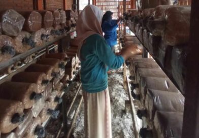 1.500 Baglog Jamur Ditata di Pringwulung, Langkah Nyata Perkuat Ketahanan Pangan Lokal