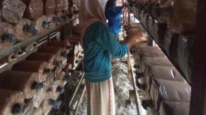 1.500 Baglog Jamur Ditata di Pringwulung, Langkah Nyata Perkuat Ketahanan Pangan Lokal