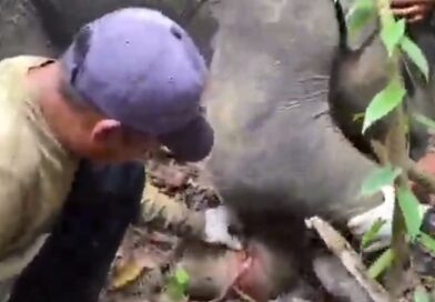 Tragedi Anak Gajah Sumatera, Geopix Tekan Michelin Perkuat Perlindungan Habitat