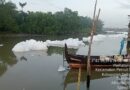 Pencemaran Busa Kimia di Percut Sei Tuan Mengkhawatirkan, Ekosistem Mangrove Terancam