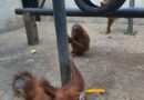 Geopix Soroti Penurunan Populasi Orangutan Sumatera Berdasarkan Riset Terbaru Kementerian Kehutanan Geopix Soroti Penurunan Populasi Orangutan Sumatera Berdasarkan Riset Terbaru Kementerian Kehutanan