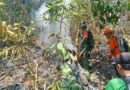 ‎Api Meluas, Pohon Pinus Tumbang, Tim Gabungan Berjuang Padamkan Karhutla