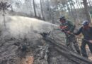 Koramil Kaliwiro Padamkan Bara Tersembunyi Cegah Karhutla Kembali Membara Koramil Kaliwiro Padamkan Bara Tersembunyi Cegah Karhutla Kembali Membara