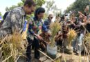 Padi Galon Dipanen, GKR Hemas Dorong Kemandirian Pangan Warga Jogja Padi Galon Dipanen, GKR Hemas Dorong Kemandirian Pangan Warga Jogja