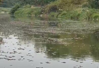 Kematian Ikan Sapu-Sapu di Kali Bekasi Jadi Perhatian DLH