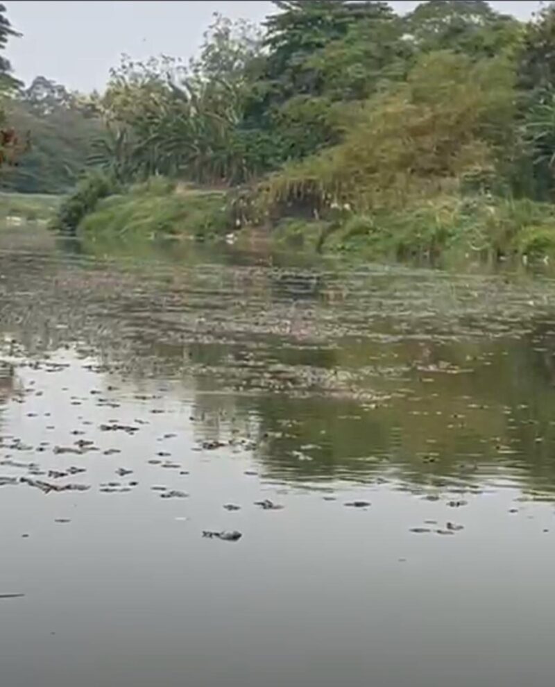 Kematian Ikan Sapu-Sapu di Kali Bekasi Jadi Perhatian DLH