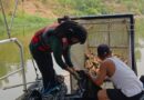 Keluhan Bau Tak Sedap di Kali Bekasi, Tim Katak Orange Bersihkan Bangkai Ikan Keluhan Bau Tak Sedap di Kali Bekasi, Tim Katak Orange Bersihkan Bangkai Ikan